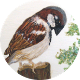 sparrow