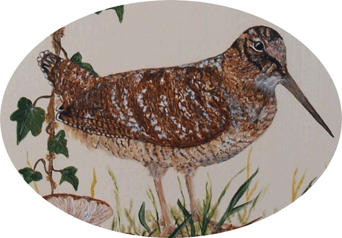 woodcock400